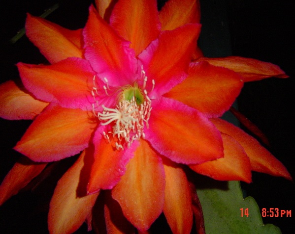 Epiphyllum \'Impossible Dream\' 5 Seeds